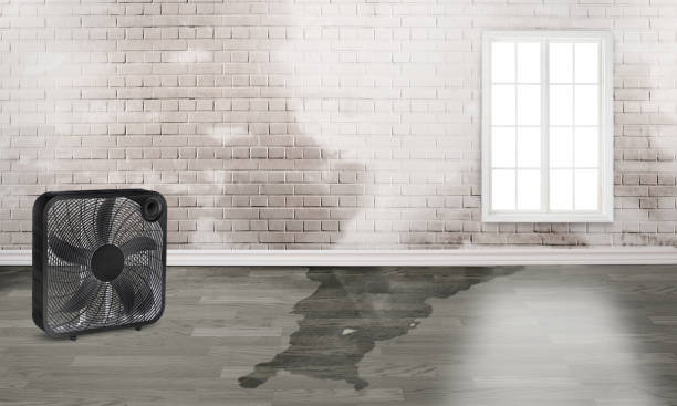 Best Water damage restoration mold remediation  in Blanco, TX